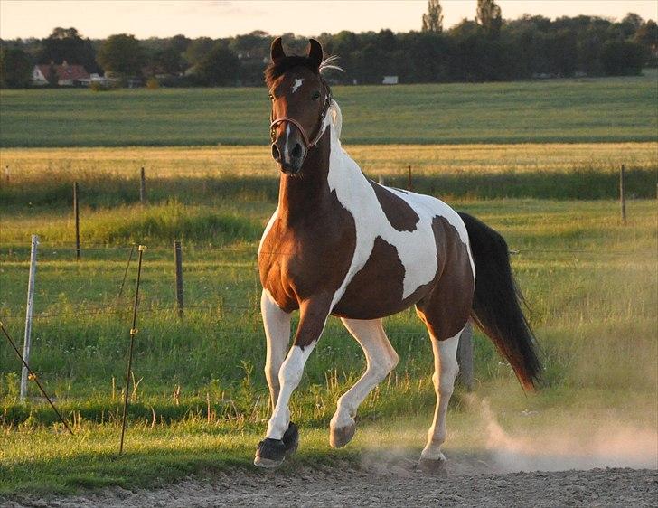 Pinto Lyvang's Playtime R.I.P. billede 1