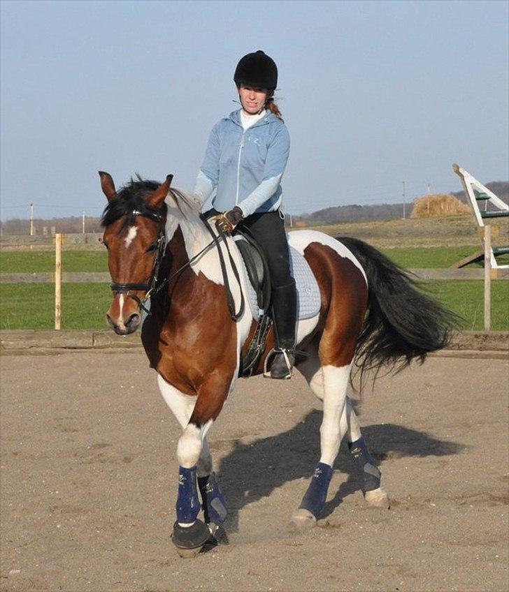 Pinto Lyvang's Playtime R.I.P. billede 5