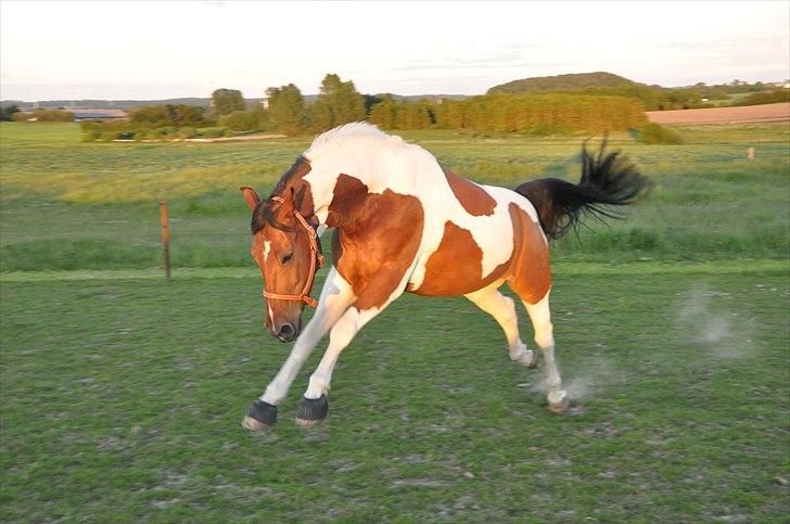 Pinto Lyvang's Playtime R.I.P. - "Se hvor vild jeg er moar!!" billede 6