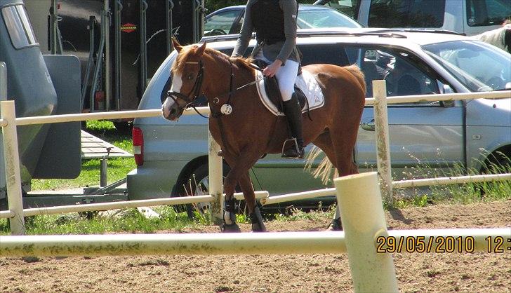 Anden særlig race Rosengårdens Papaya billede 20