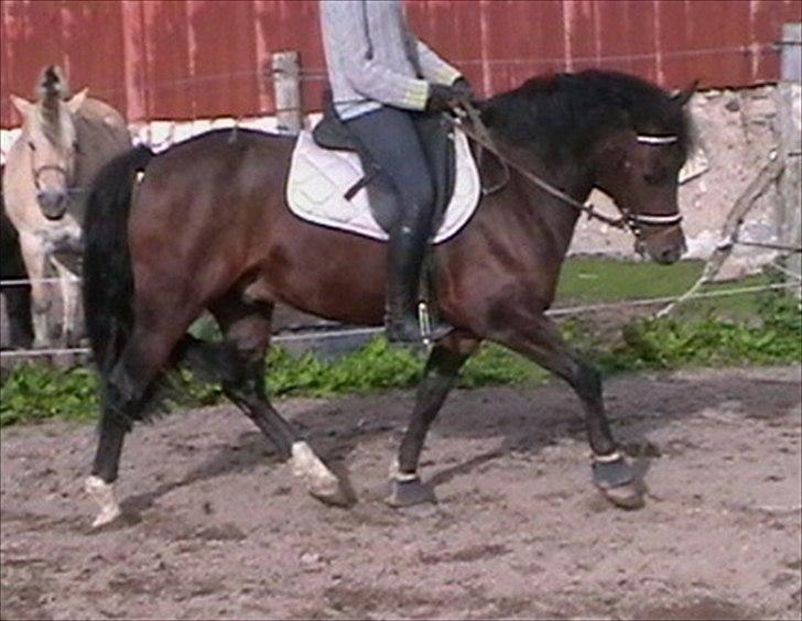 Welsh Cob (sec D) Dorthealyst Harry"SOLGT" billede 6