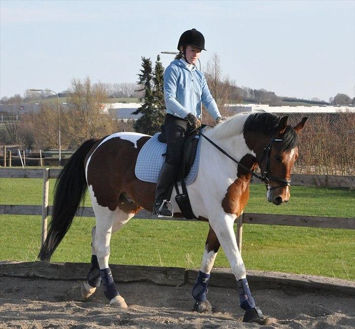 Pinto Lyvang's Playtime R.I.P. billede 11