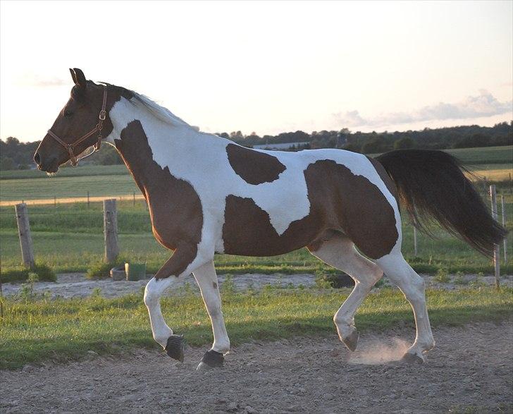 Pinto Lyvang's Playtime R.I.P. billede 12