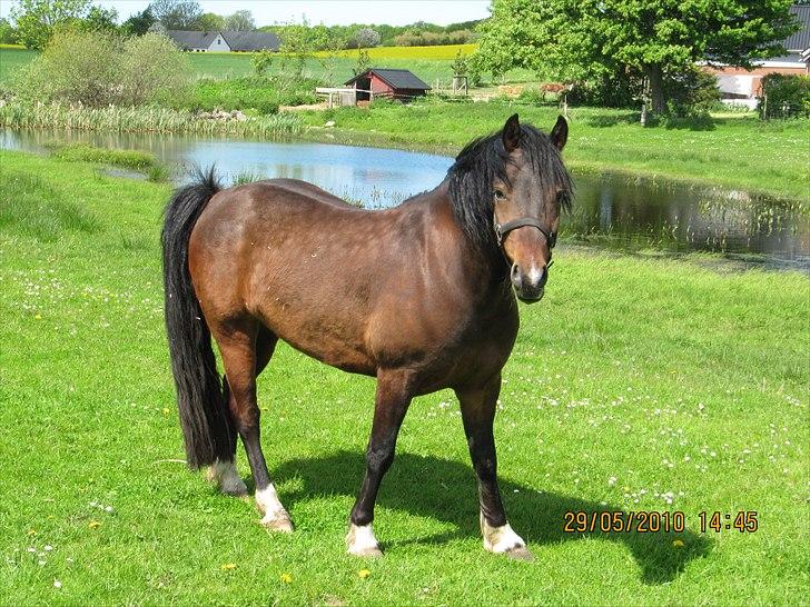 Welsh Cob (sec D) Dorthealyst Harry"SOLGT" billede 7