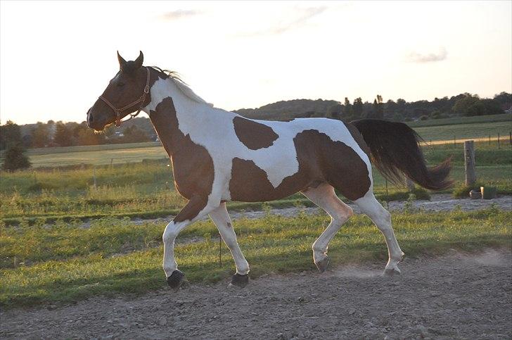 Pinto Lyvang's Playtime R.I.P. billede 14