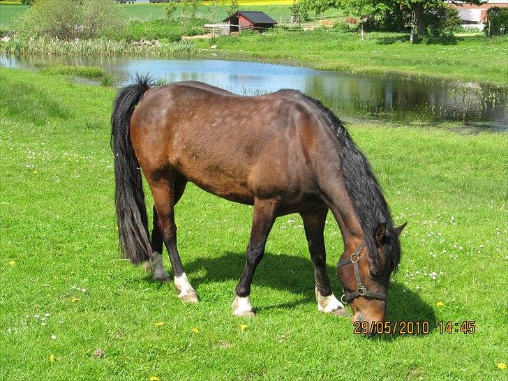 Welsh Cob (sec D) Dorthealyst Harry"SOLGT" billede 8