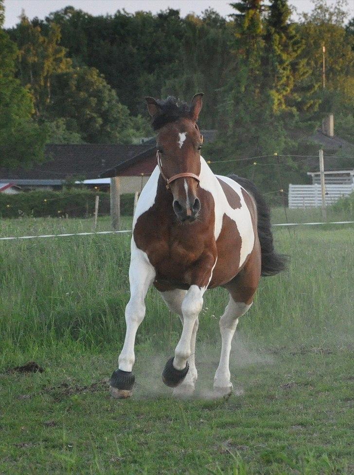 Pinto Lyvang's Playtime R.I.P. - Så er der fart på..! billede 17