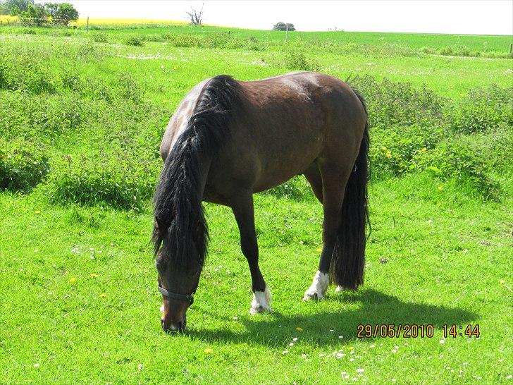 Welsh Cob (sec D) Dorthealyst Harry"SOLGT" billede 9