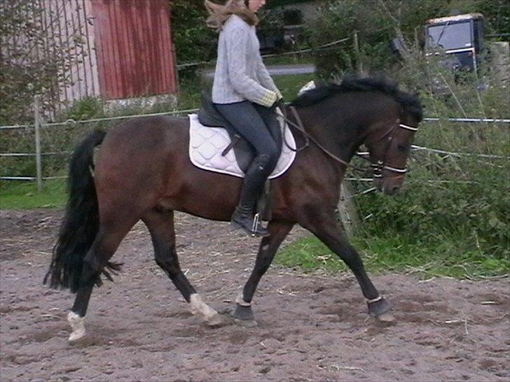 Welsh Cob (sec D) Dorthealyst Harry"SOLGT" billede 10