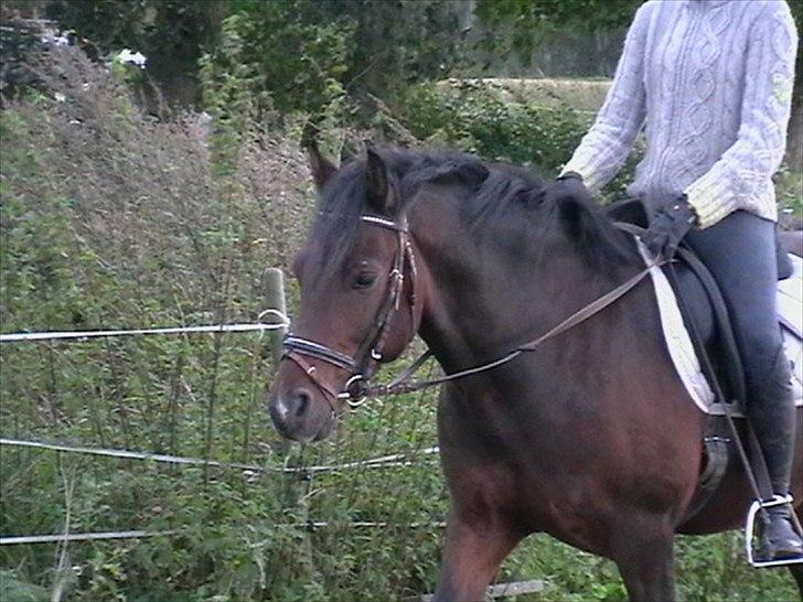 Welsh Cob (sec D) Dorthealyst Harry"SOLGT" billede 11