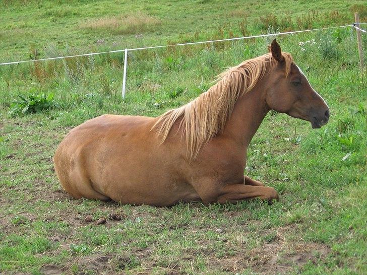 Anden særlig race El Macho billede 4
