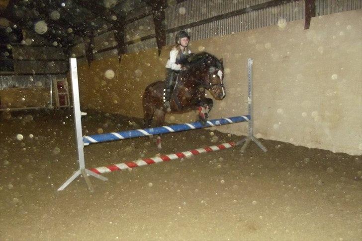 Hollandsk Sportspony no fear - 70cm Foto: charlotte madsen billede 16