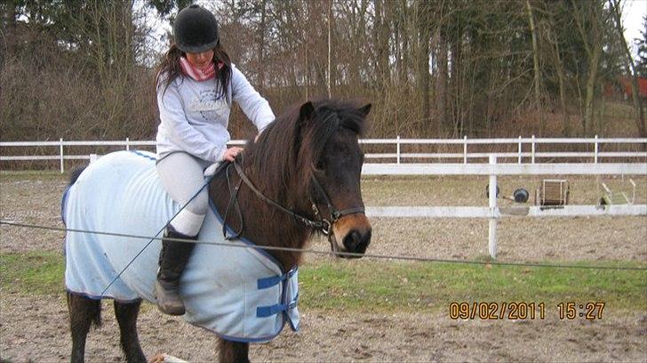 Islænder Bersi billede 10