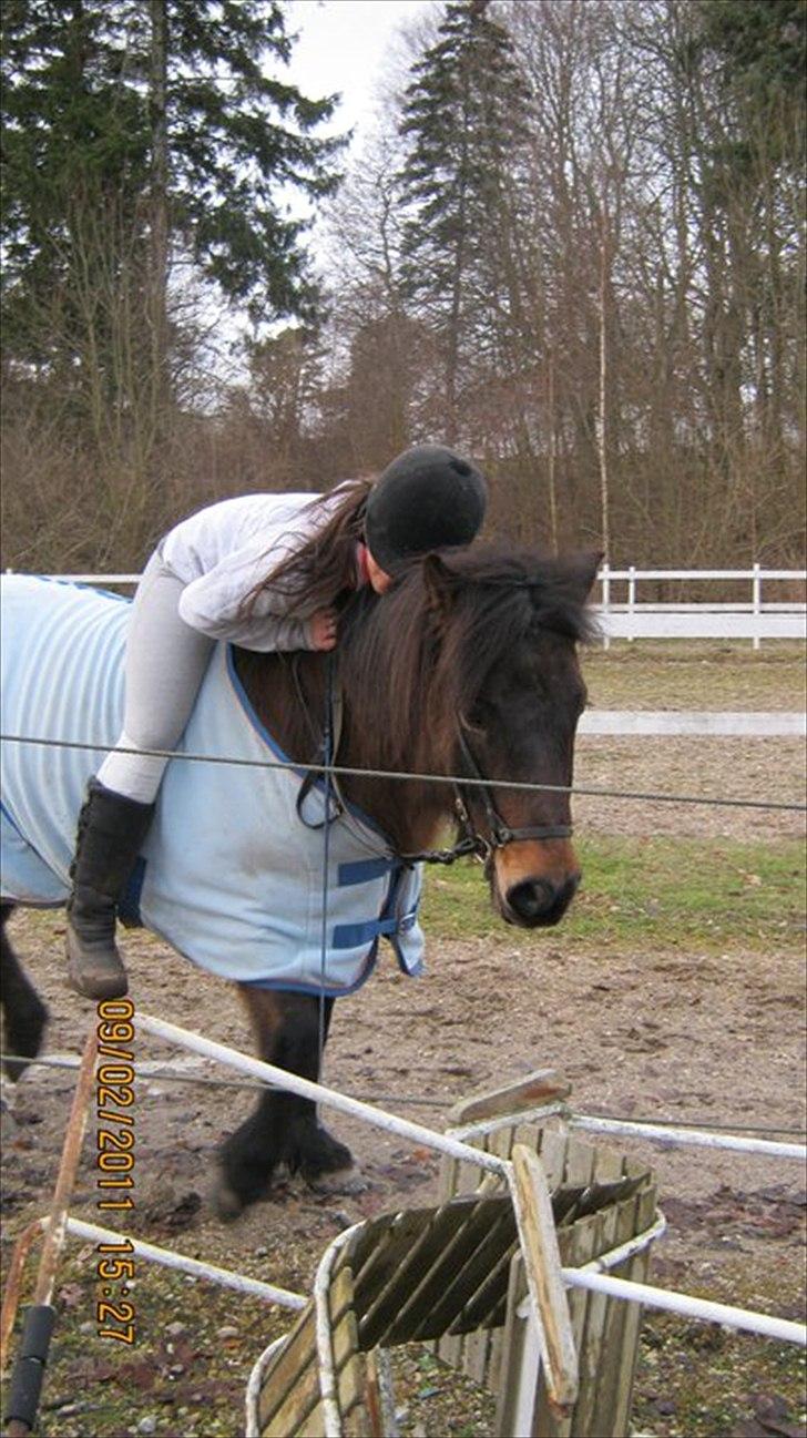 Islænder Bersi billede 11