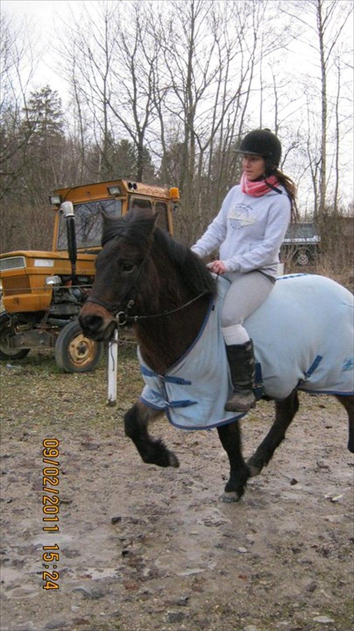 Islænder Bersi billede 12