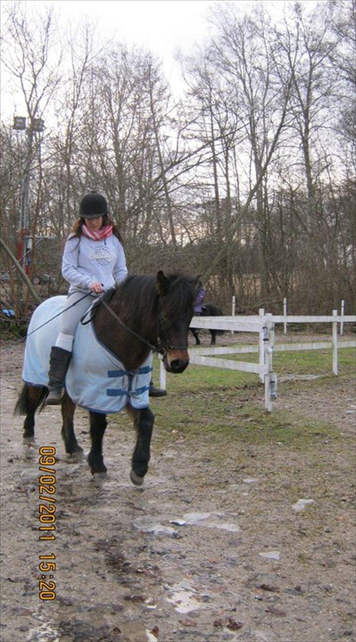 Islænder Bersi billede 13