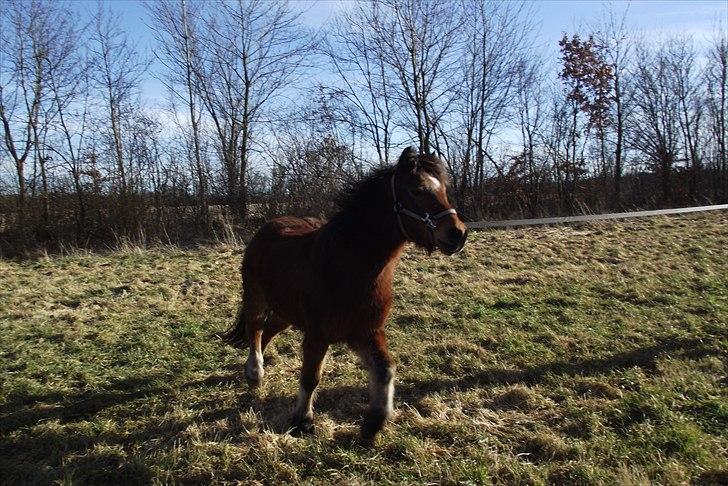 DSP Bæklunds Maxi  billede 17