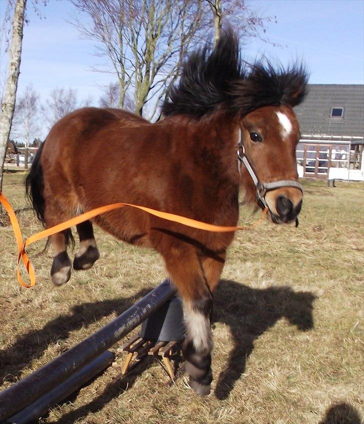 DSP Bæklunds Maxi  - Foto: mig billede 18