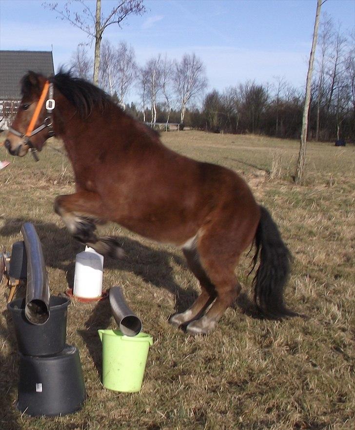 DSP Bæklunds Maxi  billede 19