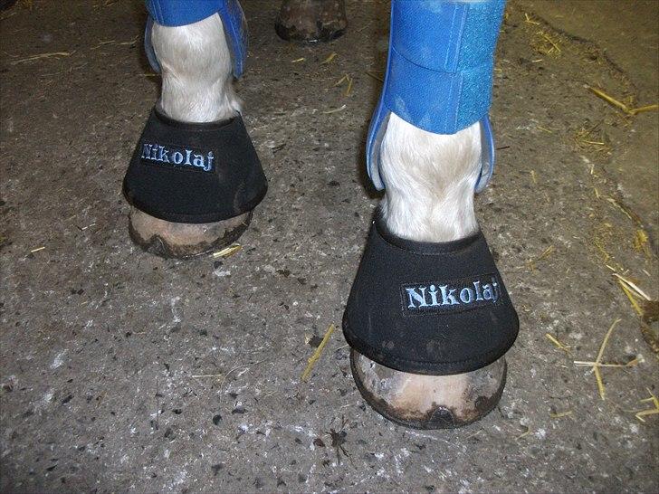 Pinto Nikolaj af Dutterup billede 6