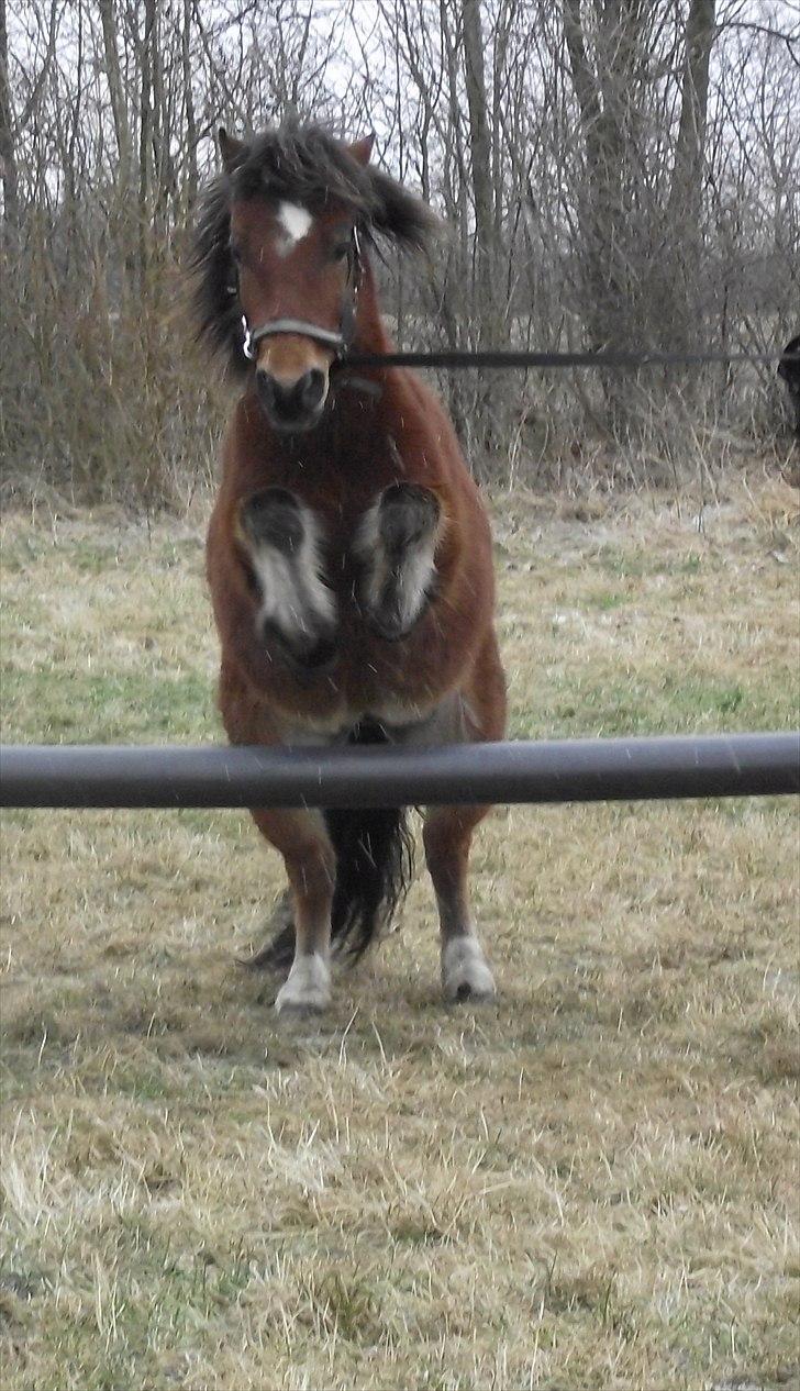 DSP Bæklunds Maxi  billede 20