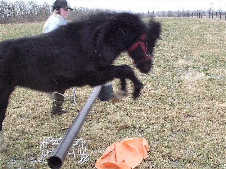 Welsh Mountain (sec A) Nørrehedens Bounty billede 17