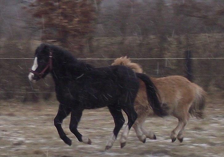 Welsh Mountain (sec A) Nørrehedens Bounty billede 18