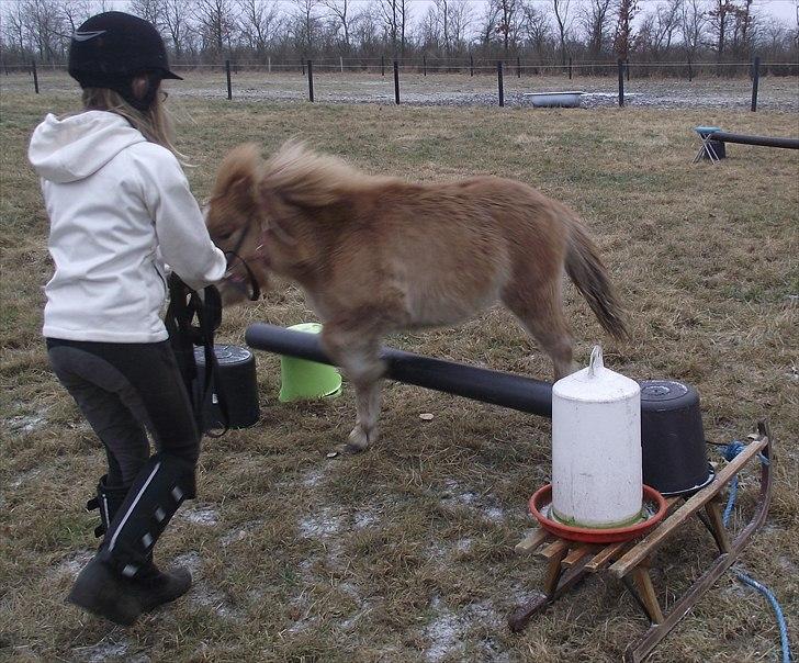 Shetlænder Østergårdens Sweet Sugar billede 18