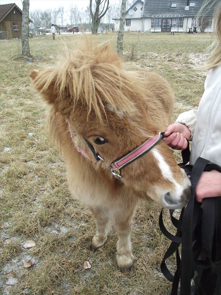 Shetlænder Østergårdens Sweet Sugar billede 19