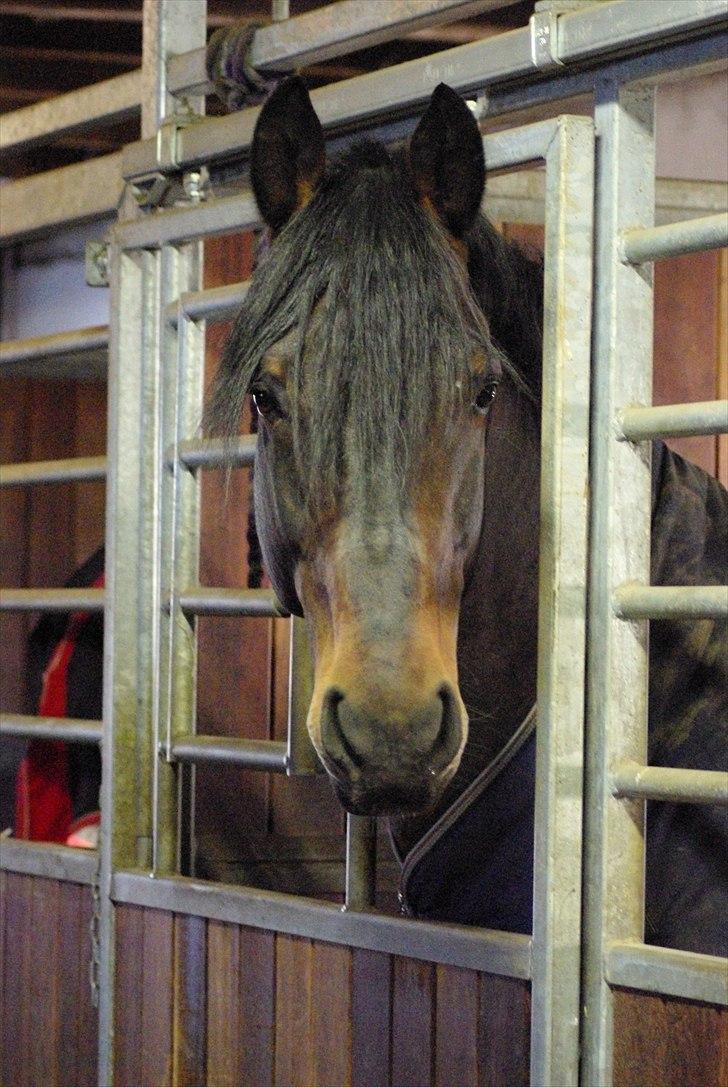 Oldenborg De Nero Af Støvlebæk billede 12