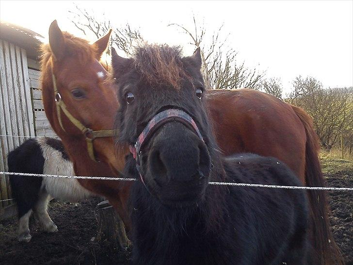 Dartmoor Lullu af Nydam! :ii<33 - Evt nuttet ?? :´D billede 10