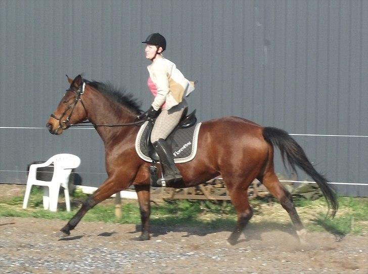 Anden særlig race Florentine - Tine i fri galop, april 11 billede 4