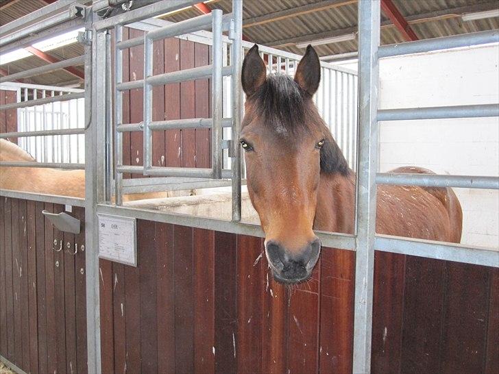 Anden særlig race Cher - Velkommen til Chers profil (- : billede 1