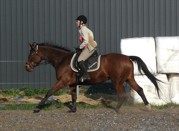 Anden særlig race Florentine - mere fri galop, april 11 billede 10