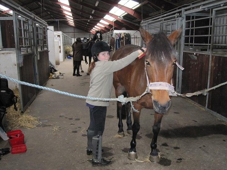 Anden særlig race Cher - Cher nyder livet mens jeg strigler hende billede 3