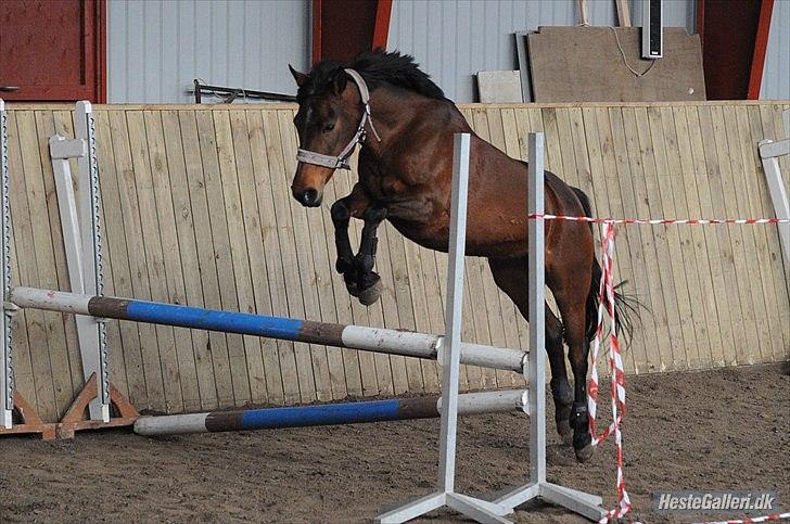 Anden særlig race Cher - løsspring billede 5