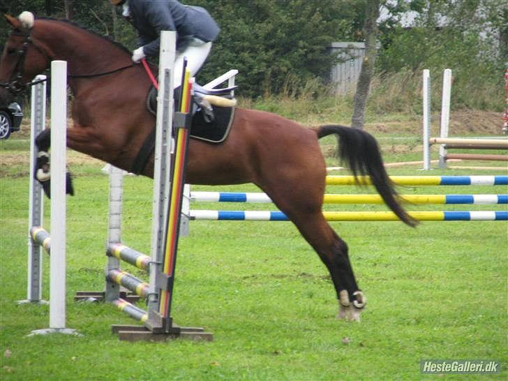 Anden særlig race Florentine - Spring med Sanne K DRLR 07 billede 5