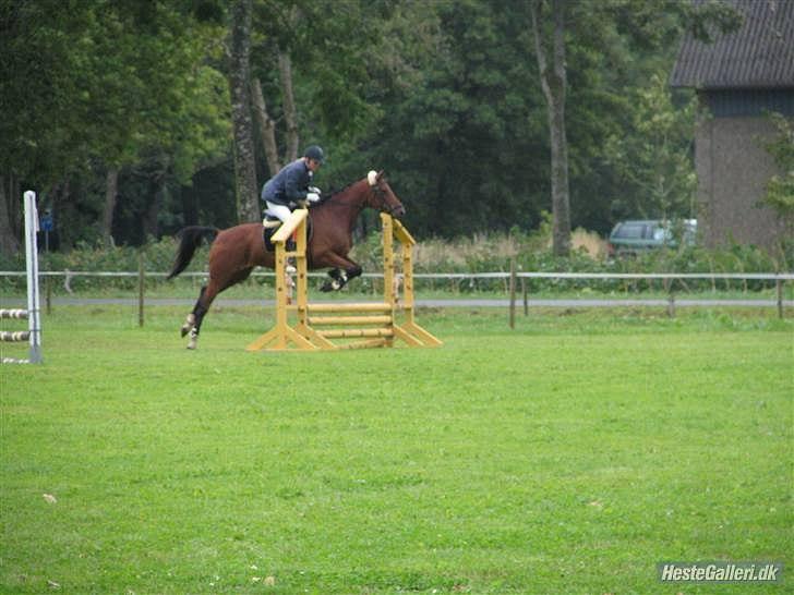 Anden særlig race Florentine - Spring med Sanne K DRLR 07 billede 11