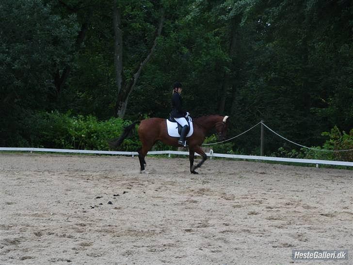 Anden særlig race Florentine - Dressur med mig DRLR 07 billede 12