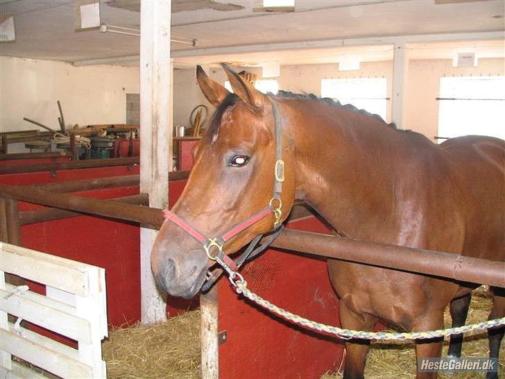 Anden særlig race Florentine - Hygge i stævnestalden DRLR 07 billede 13