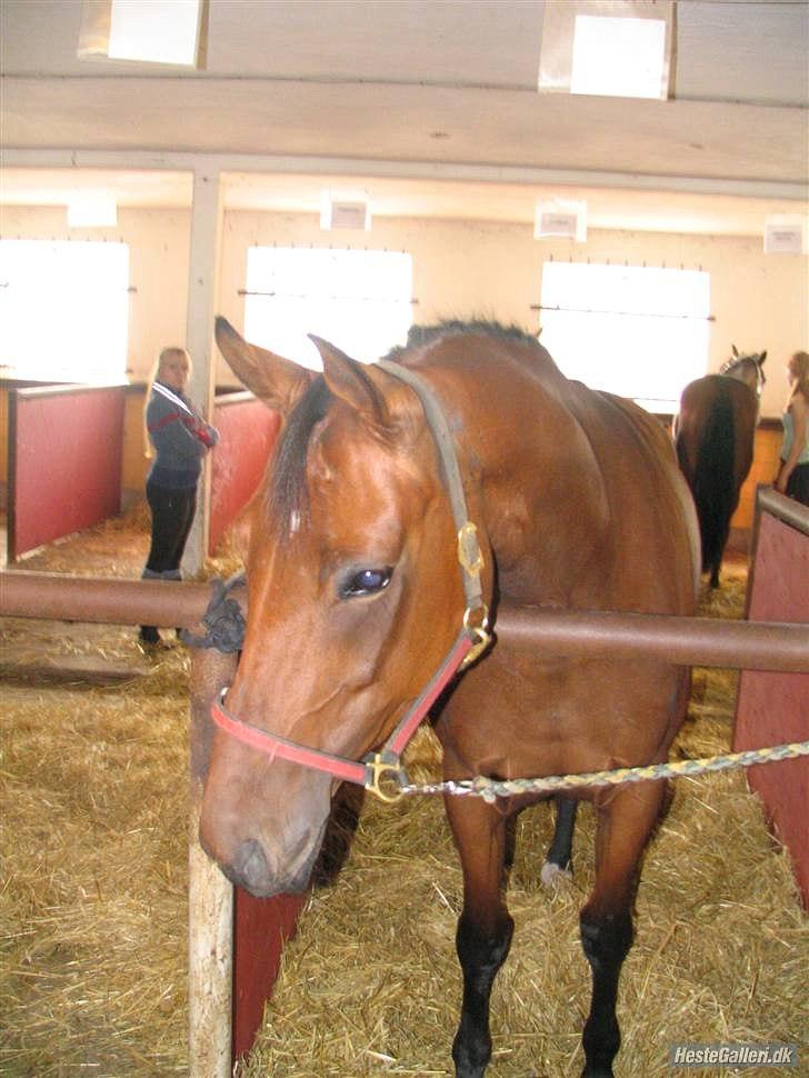 Anden særlig race Florentine - Hygge i stævnestalden DRLR 07 billede 14