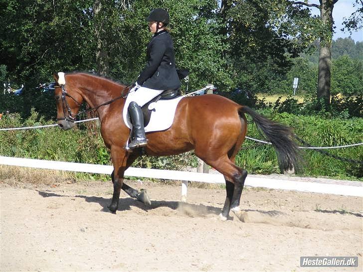 Anden særlig race Florentine - Dressur med mig DRLR 07 billede 8