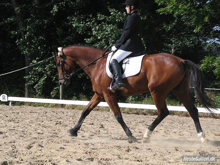 Anden særlig race Florentine - Dressur med mig DRLR 07 billede 7