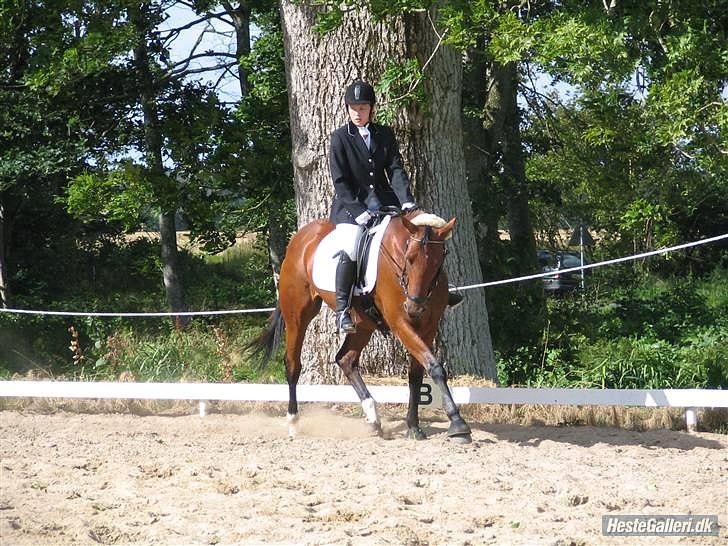 Anden særlig race Florentine - Dressur med mig DRLR 07 billede 15