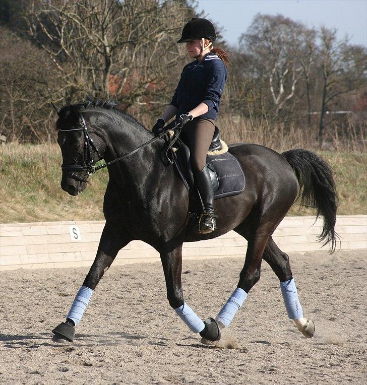 Trakehner Hooligan billede 5