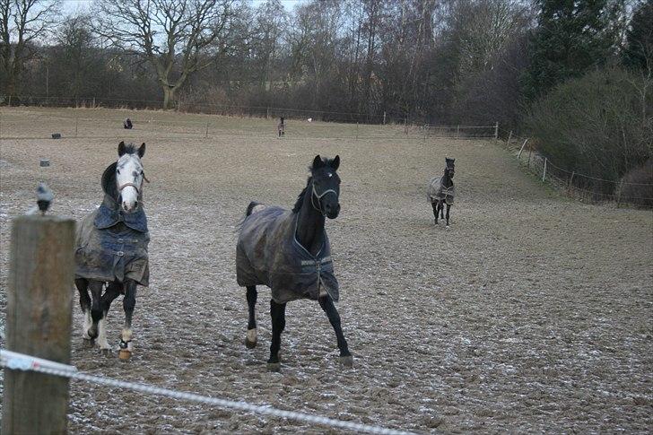 Trakehner Hooligan billede 7