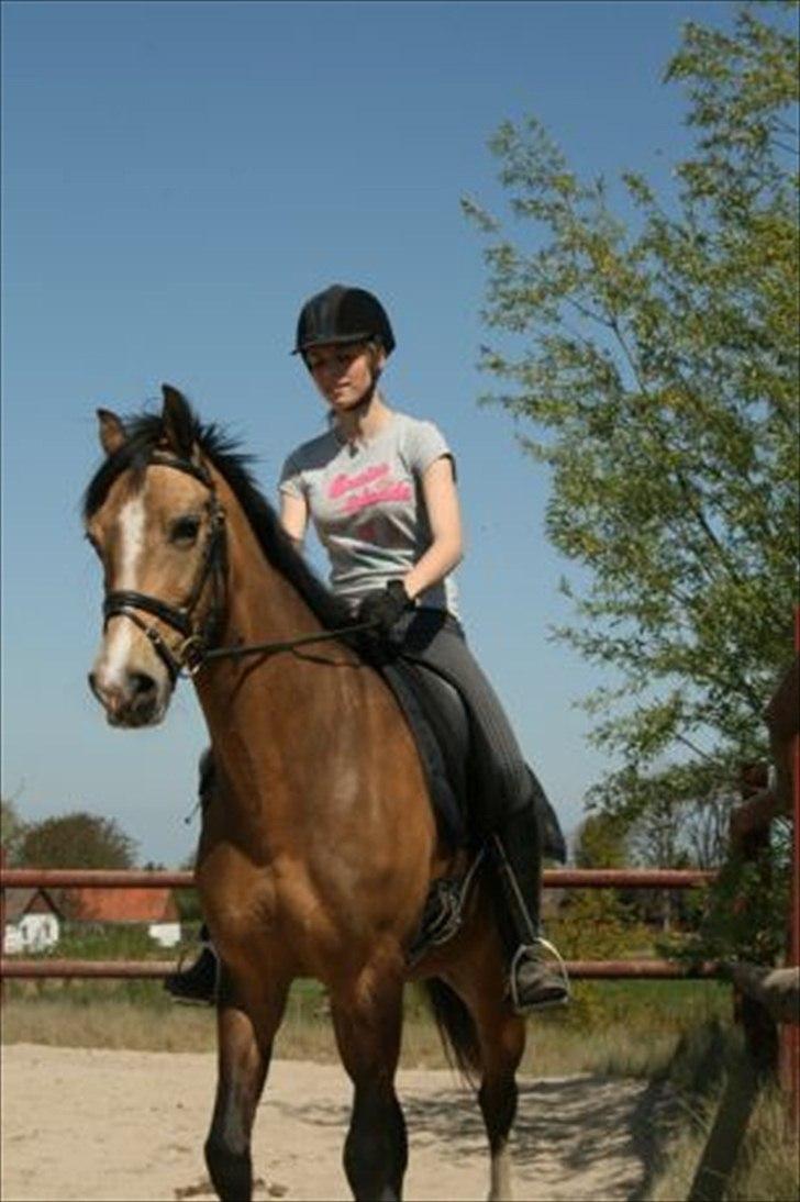Welsh Cob (sec D) Triumph F. Lillenæsgaard billede 1