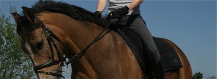 Welsh Cob (sec D) Triumph F. Lillenæsgaard billede 2