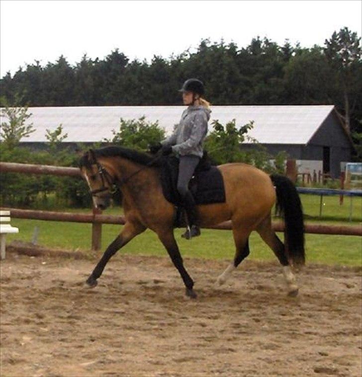 Welsh Cob (sec D) Triumph F. Lillenæsgaard billede 3
