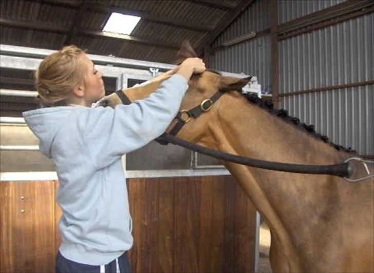 Welsh Cob (sec D) Triumph F. Lillenæsgaard billede 4